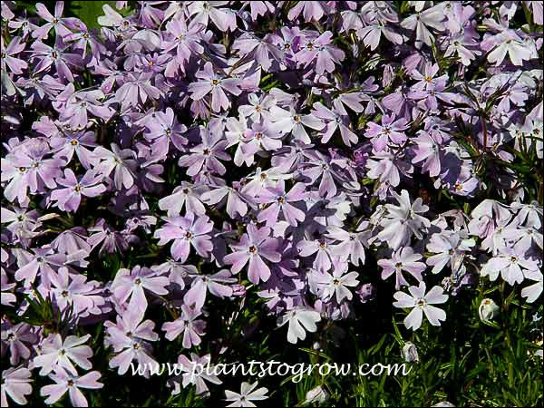 Phlox BLue Hills